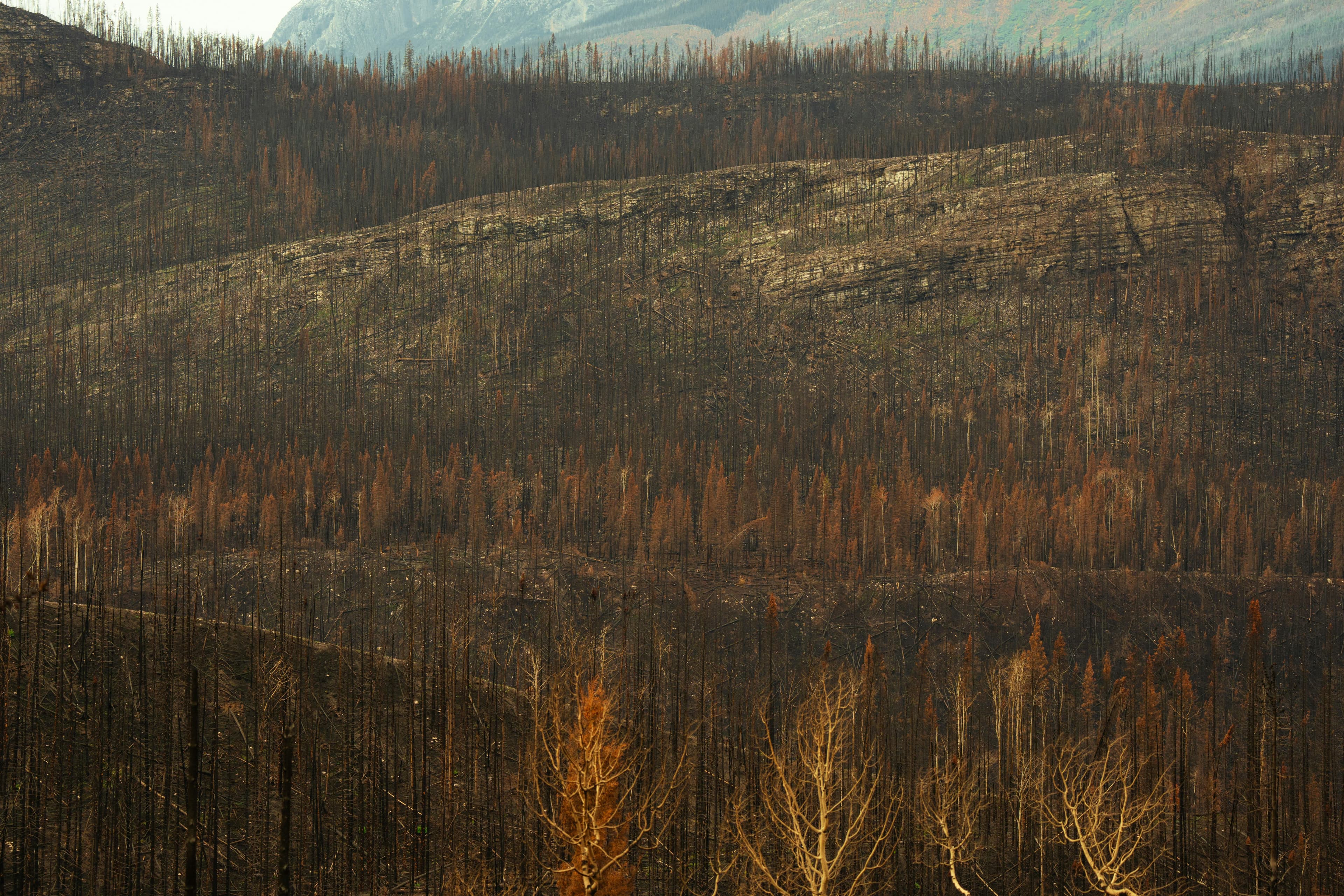 Jasper, Alberta Rebuilds After Devastating 2024 Wildfire